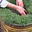 Planting Mint in Urns