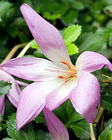 Colchicum Planting Tips