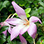 Colchicum Planting Tip