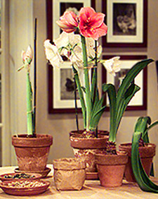 Amaryllis Aftercare