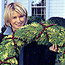 Greenery Wreath