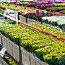 Aalsmeer Flower Auction
