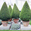 Topiary Guide