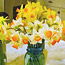 Daffodil Varieties