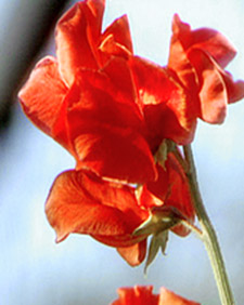 Sweet Peas with Susan