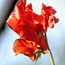 Sweet Peas