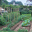 Caring for the Midsummer Vegetable Garden