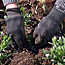 Self-Sowing Annuals and Perennials