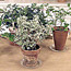 Scented Geranium Uses
