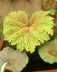 Hosta Leaf Sculptures with Little and Lewis