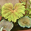 Hosta Leaf Sculptures with Little and Lewis