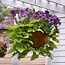 Hanging Baskets