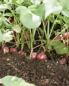 Garden Radishes