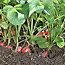 Garden Radishes