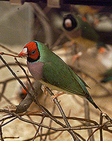 Canaries and Finches