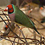 Canaries and Finches
