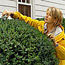 Boxwood Pruning