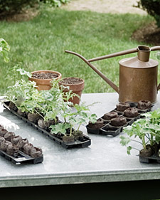 Shady Hill Gardens