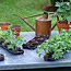 Overwintering Geraniums