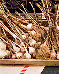 Garlic 101 with Pat
