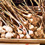 Planting Garlic