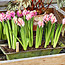 Forcing Bulbs