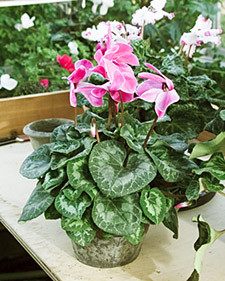 Cyclamen