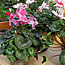 Cyclamen