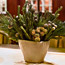 Evergreen Centerpiece
