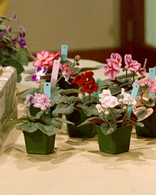 African Violets