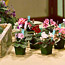 African Violets