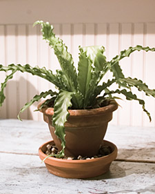 Ferns