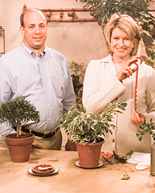 Ficus