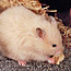 Pocket Pets 101