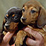 Puppy Training