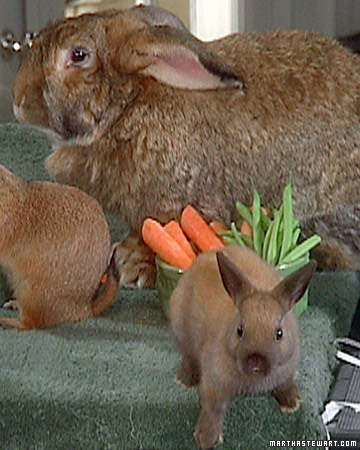 Ask Marc: Pet Questions