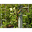 Summer Rose Pruning