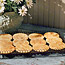 Sand Dollar Cookies