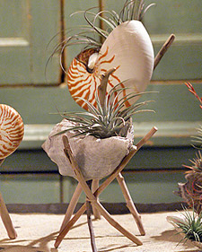 Seashell Planter with Hannah