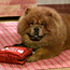 Pet First Aid Kit