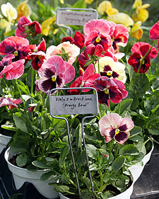 Pansies
