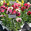 Pansies