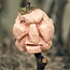 Shrunken Apple Heads