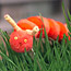 Pom-pom Inchworm