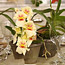 Living Centerpieces