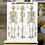 Healthy Bones