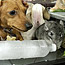 Summertime Pet Tips