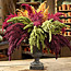 Amaranthus