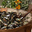 Mussels Vinaigrette