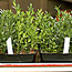 Boxwood Propagation
